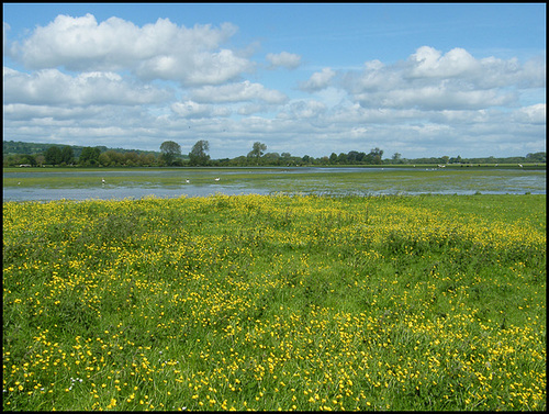 clouds and buttercups