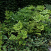 Les sept péchés capitaux - Cimicifuga racemosa-Rubus tricolor - Heuchera americana - Polystichum