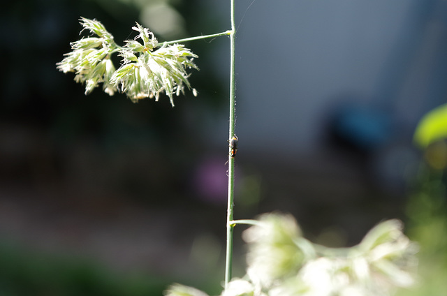 Mon petit jardin