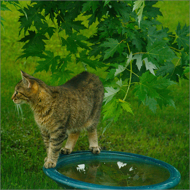 Hey! There's a Cat on the Birdbath. Again.