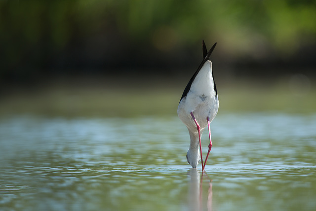 La pêche de l'échasse