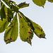 BESANCON: Une feuille de maronnier ( Aesculus hippocastanum ).