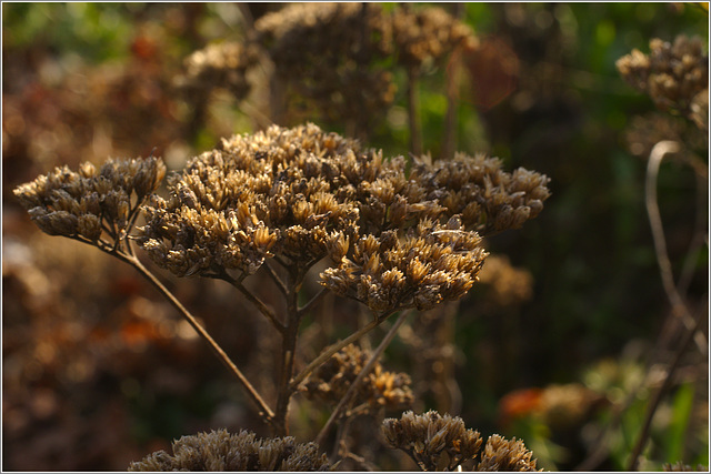 Fall Comes to the Garden