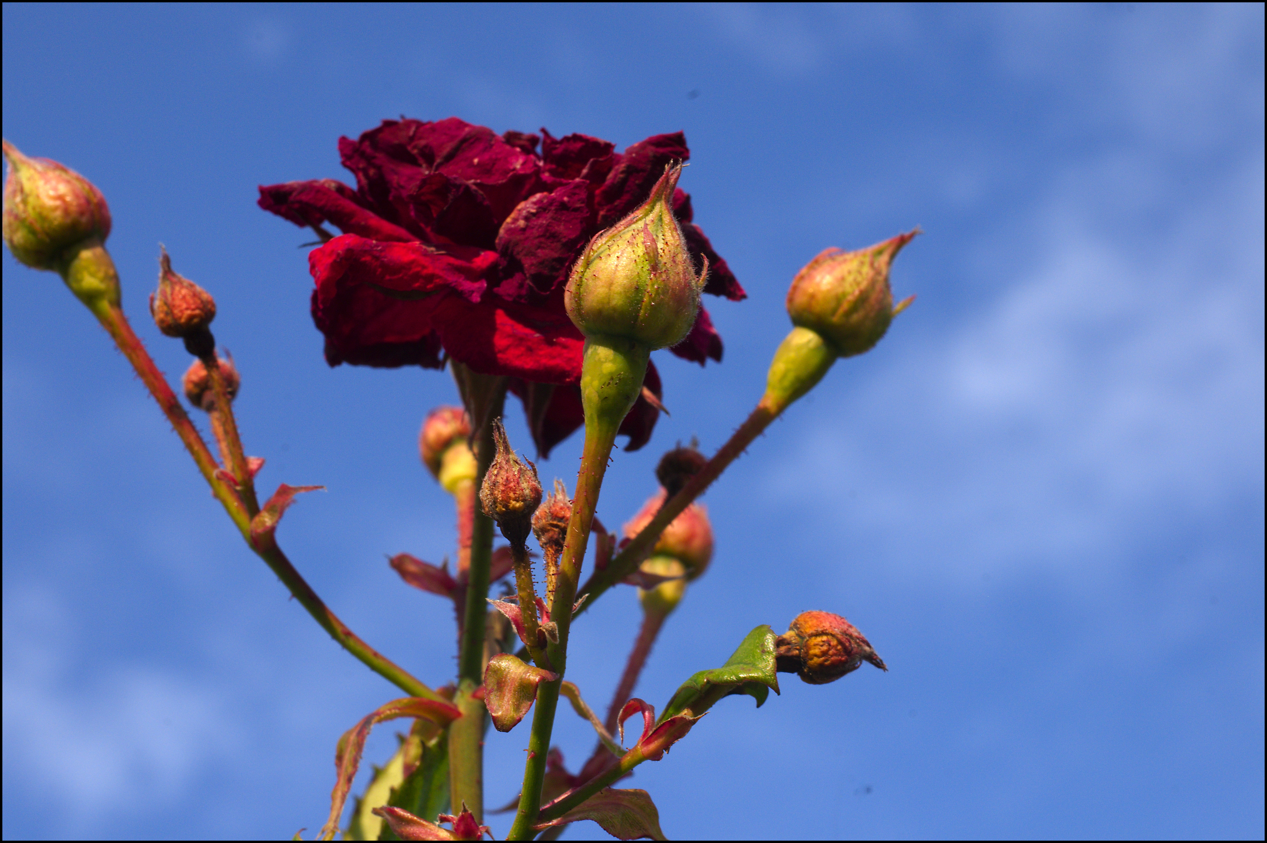 Gather Ye Rosebuds