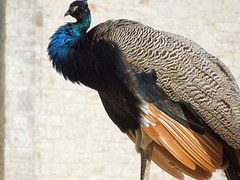the pride of the peacock