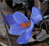 Crocus