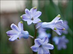 Wimpy Hyacinth