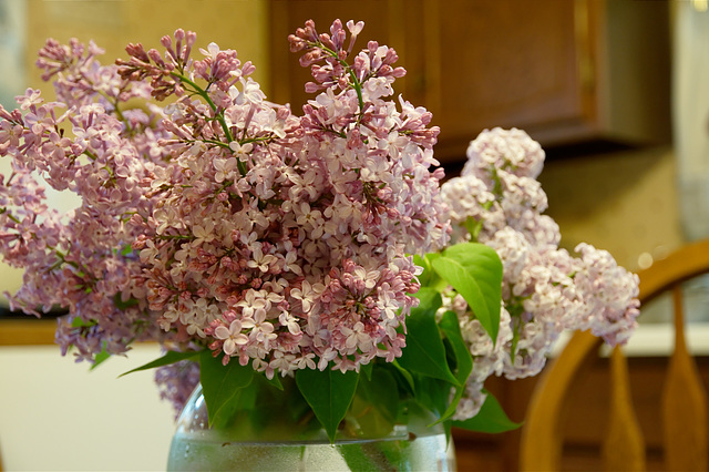 Early Lilacs