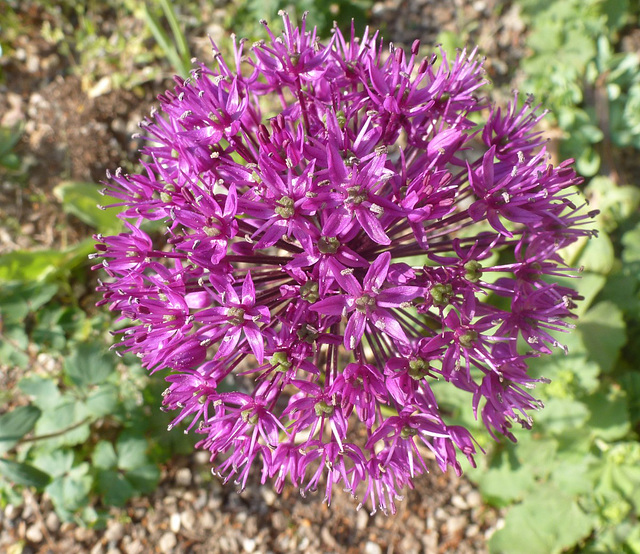 Ein kleiner Gruß mit einer schönen Blüte - malgrandan saluton per belega floro