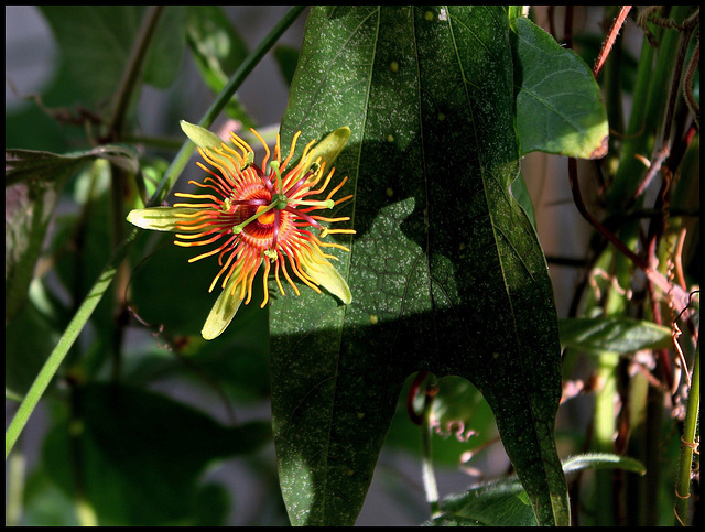 Passiflora 'Sunburst'