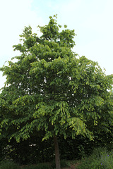 Charme commun -Carpinus betulus