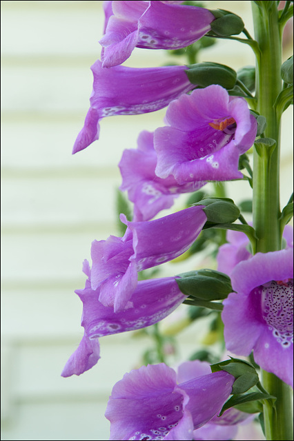 Foxglove