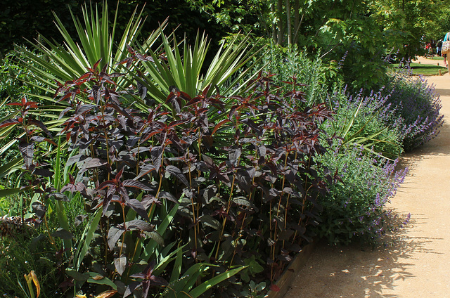 Lysimaque 'Firecracker'