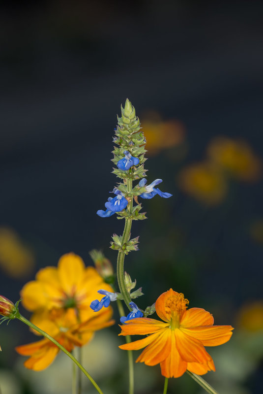 BESANCON: Des fleurs du jardin des sens.