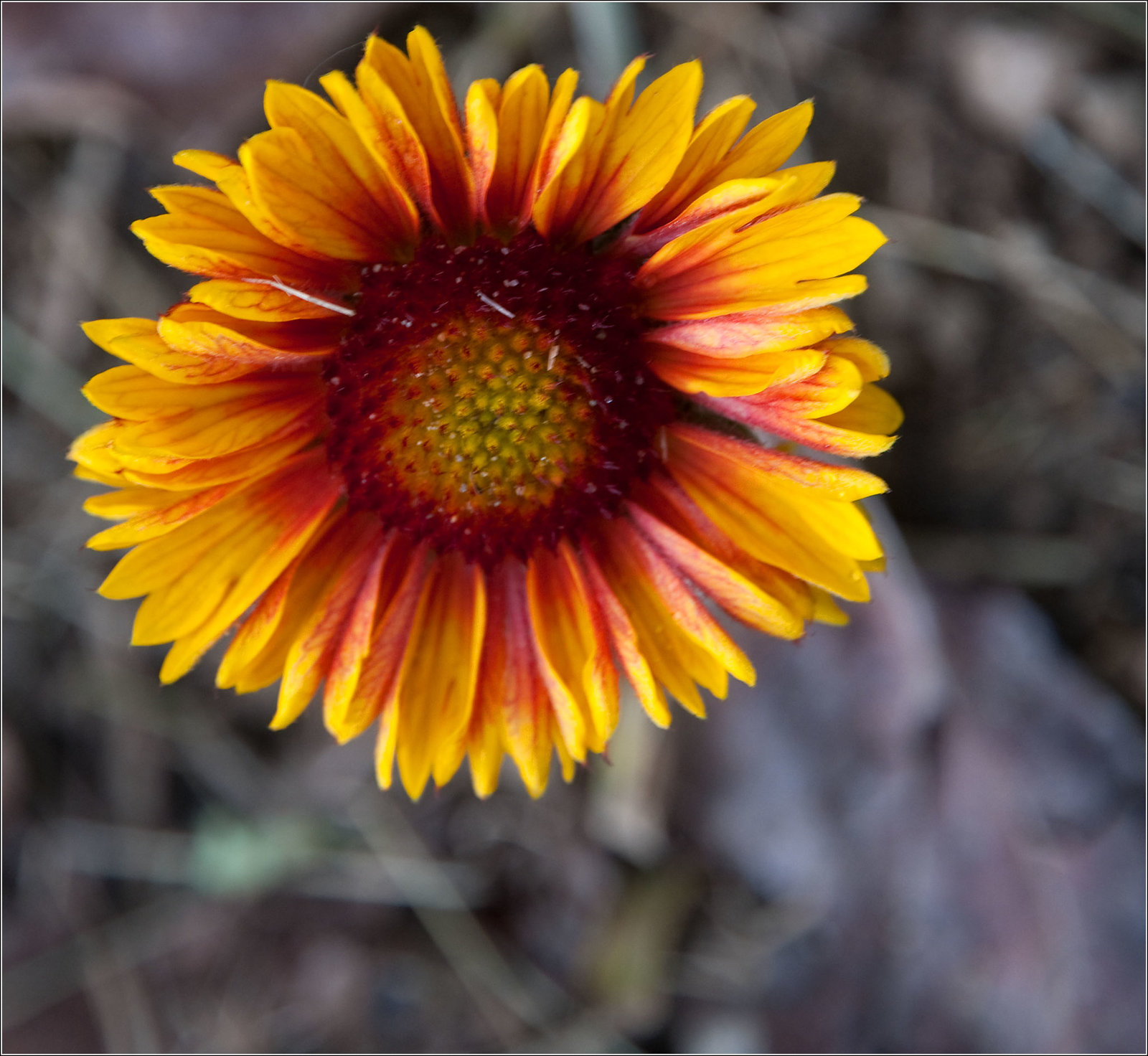 First Blanket Flower