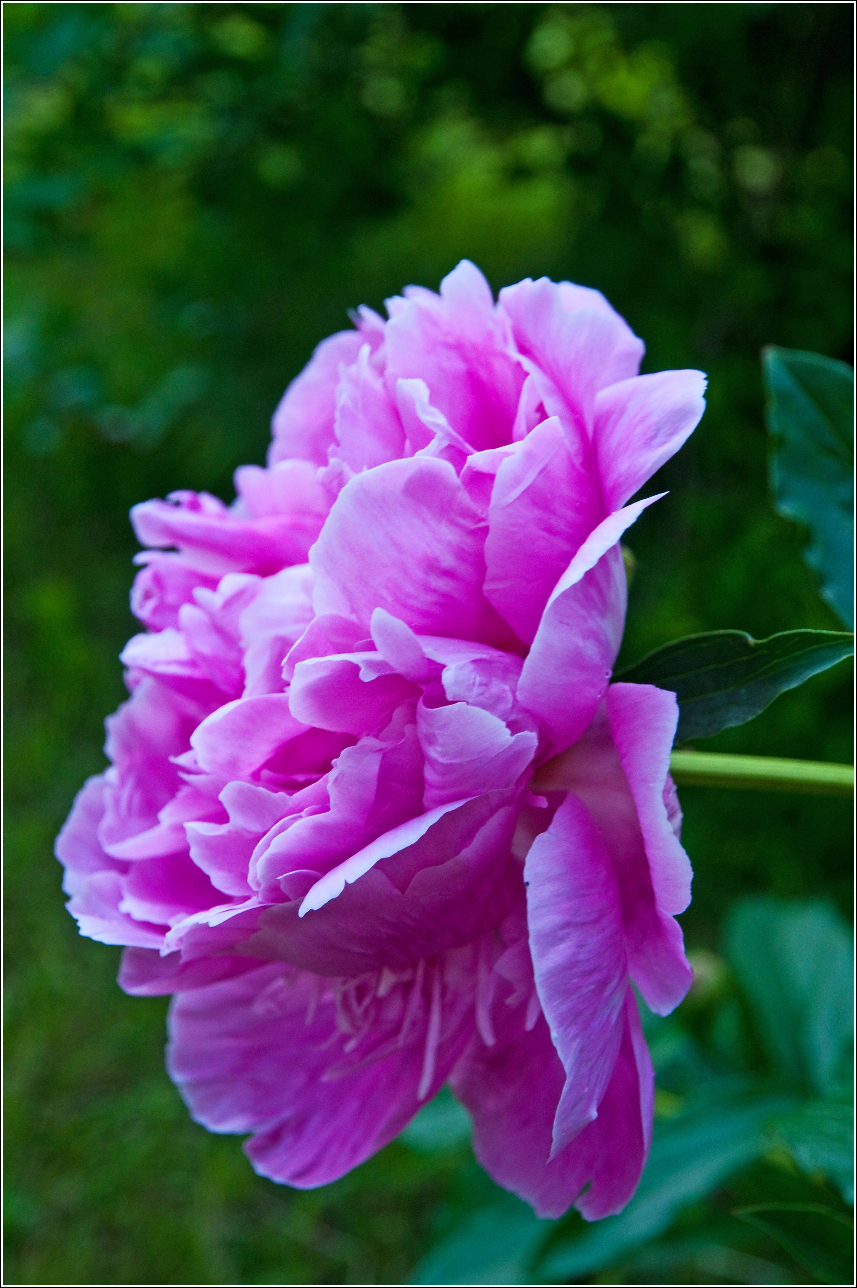 Peony