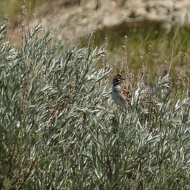 Distant Lark Sparrow