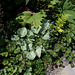 Les sept péchés capitaux- Brunnera ' Looking Glass'