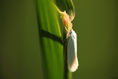 Elachista argentella Moth
