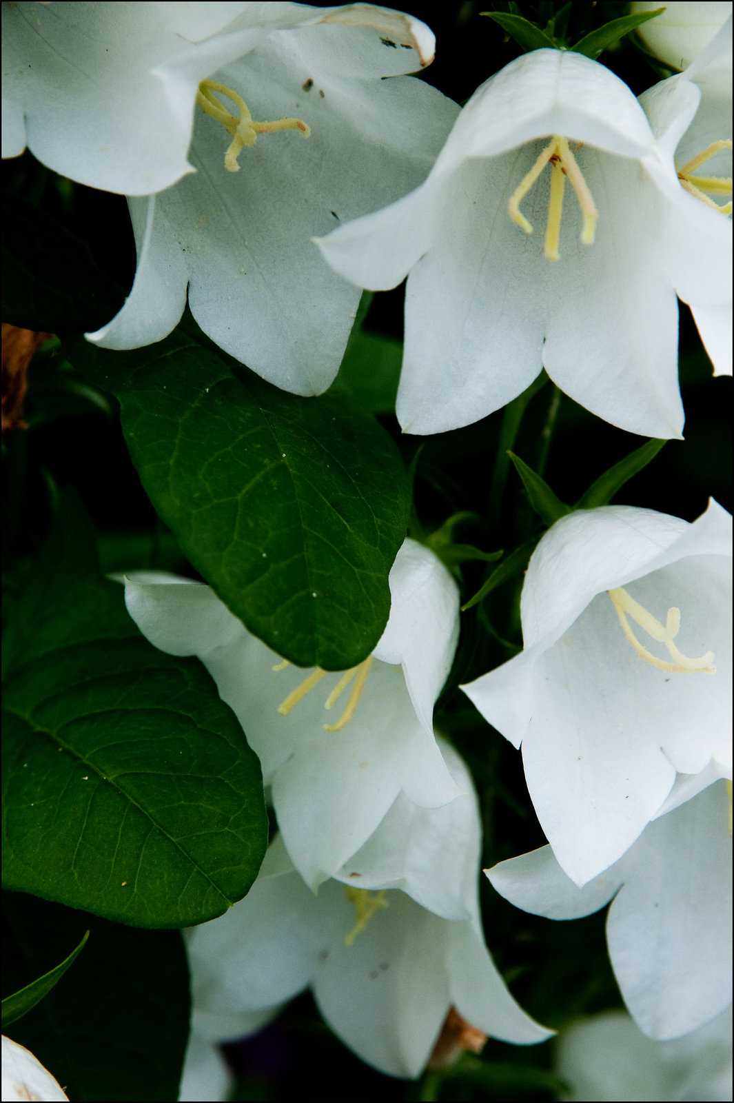 Bellflowers
