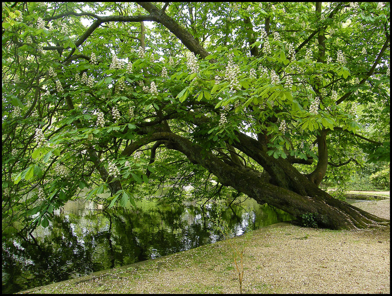 Worcester College chestnut