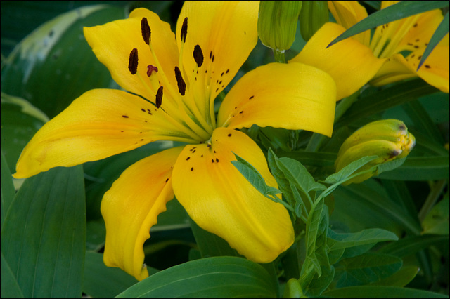 Yup, the flowers are back