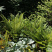 Les sept péchés capitaux- Polystichum setiferum et Brunnera macrophylla 'Looking Glass '