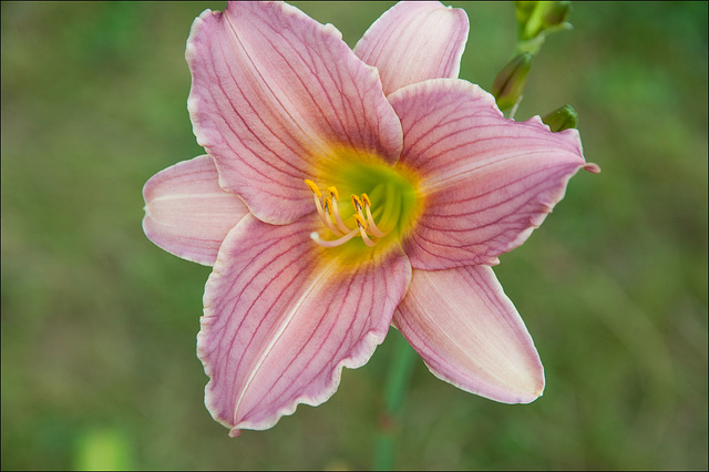 Daylily