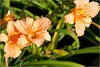 Daylilies