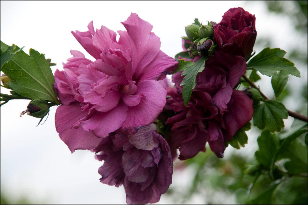 Rose of Sharon