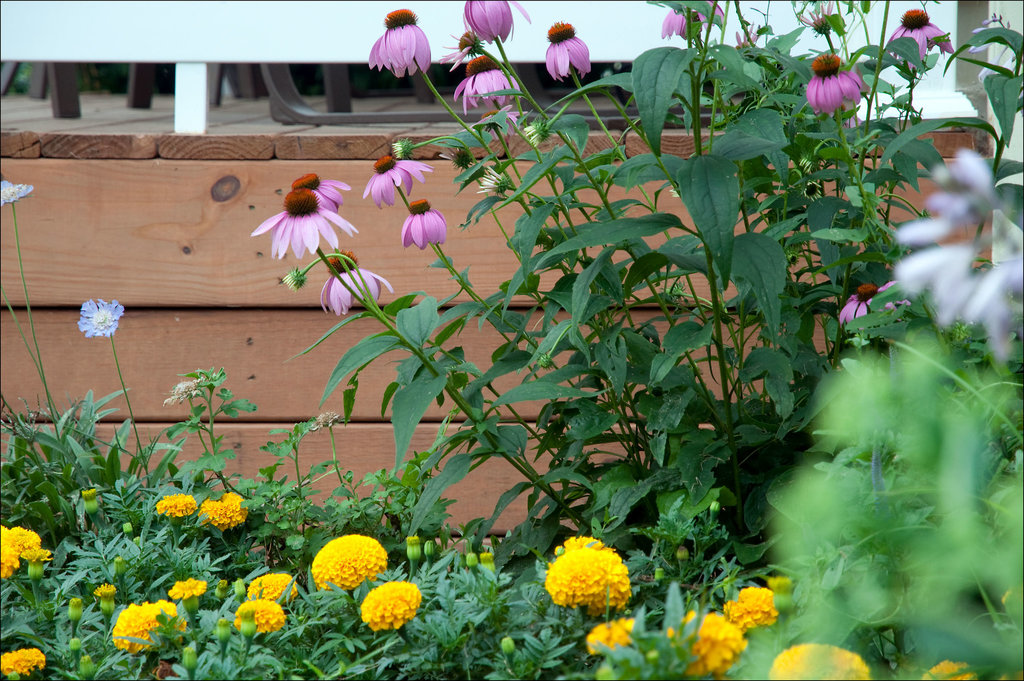 Window Garden with Porch