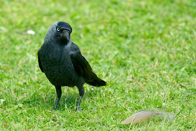 Jackdaw