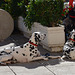 Dalmatians in Dalmatia