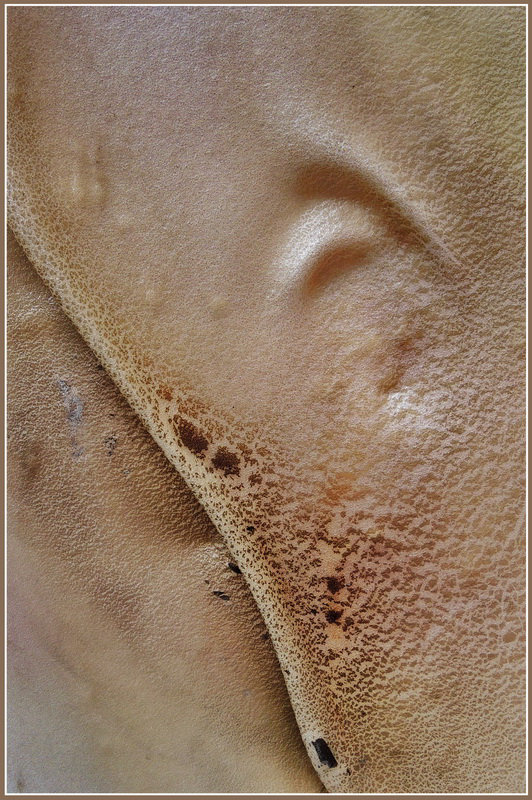 ...adipeux ...1