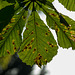 BESANCON: Une feuille de maronnier ( Aesculus hippocastanum ). 02.