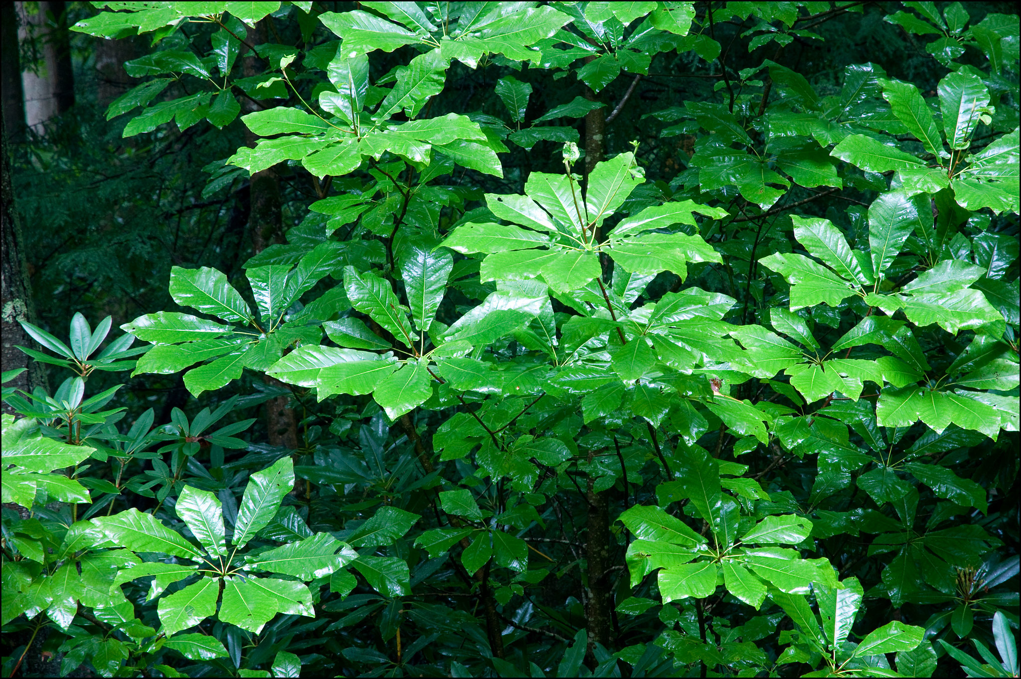 Big Leaves