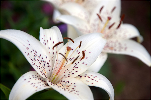 White Lilies