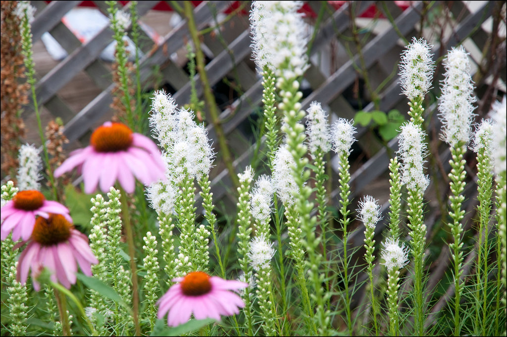 Coneflowers & Gayfeathers