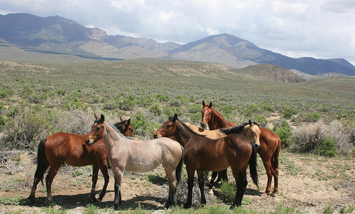 Mustangs