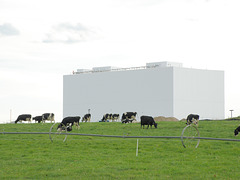 Cows and milk plant