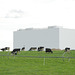 Cows and milk plant