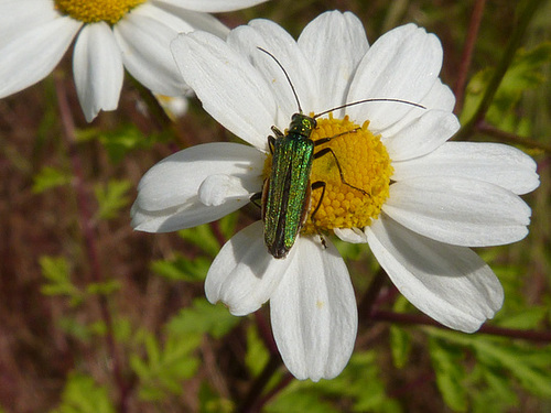 Käfer im Anzug