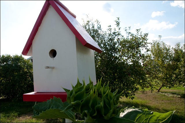 Birdhouse, with Incipient Sunflower