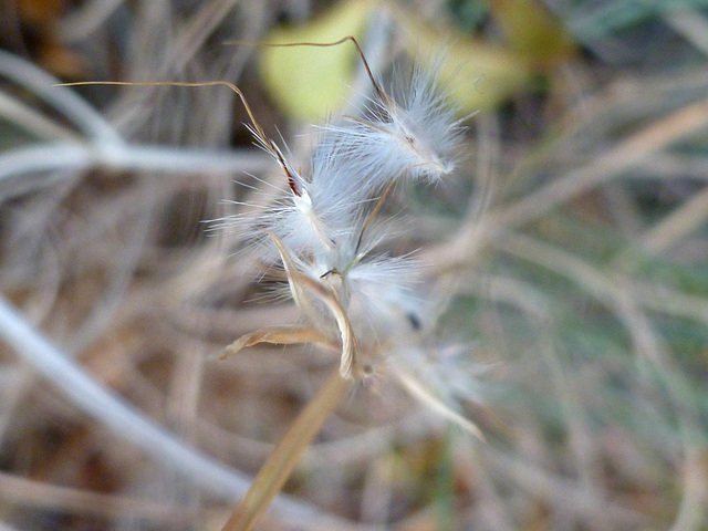 seeds ready to fly