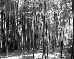 Bamboo forest