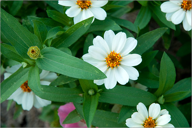 Zinnias