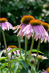 Coneflowers