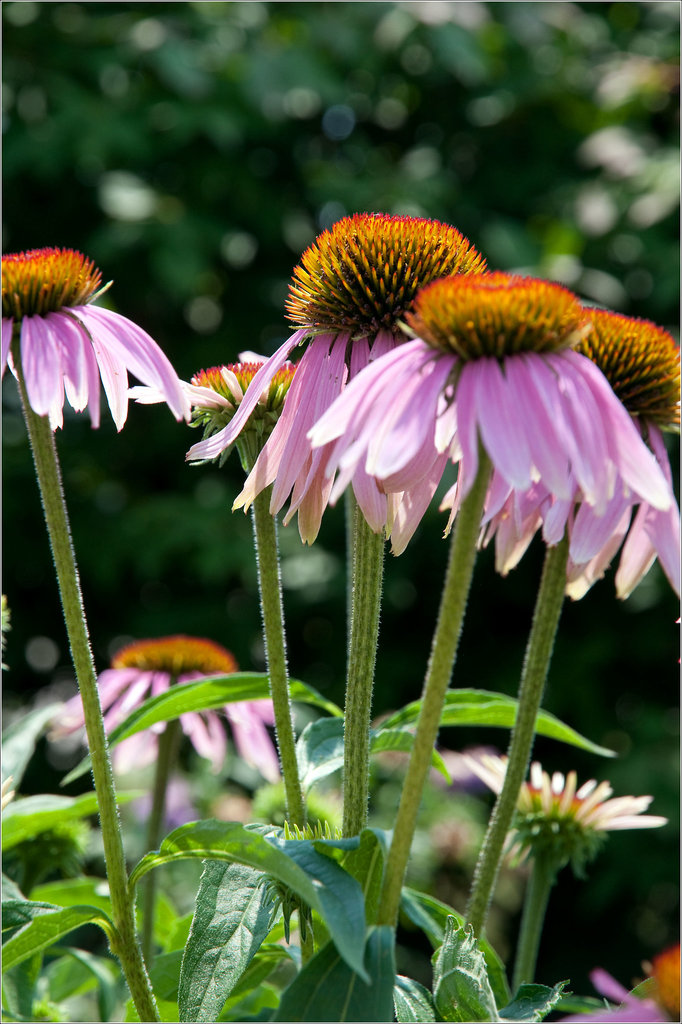 Coneflowers