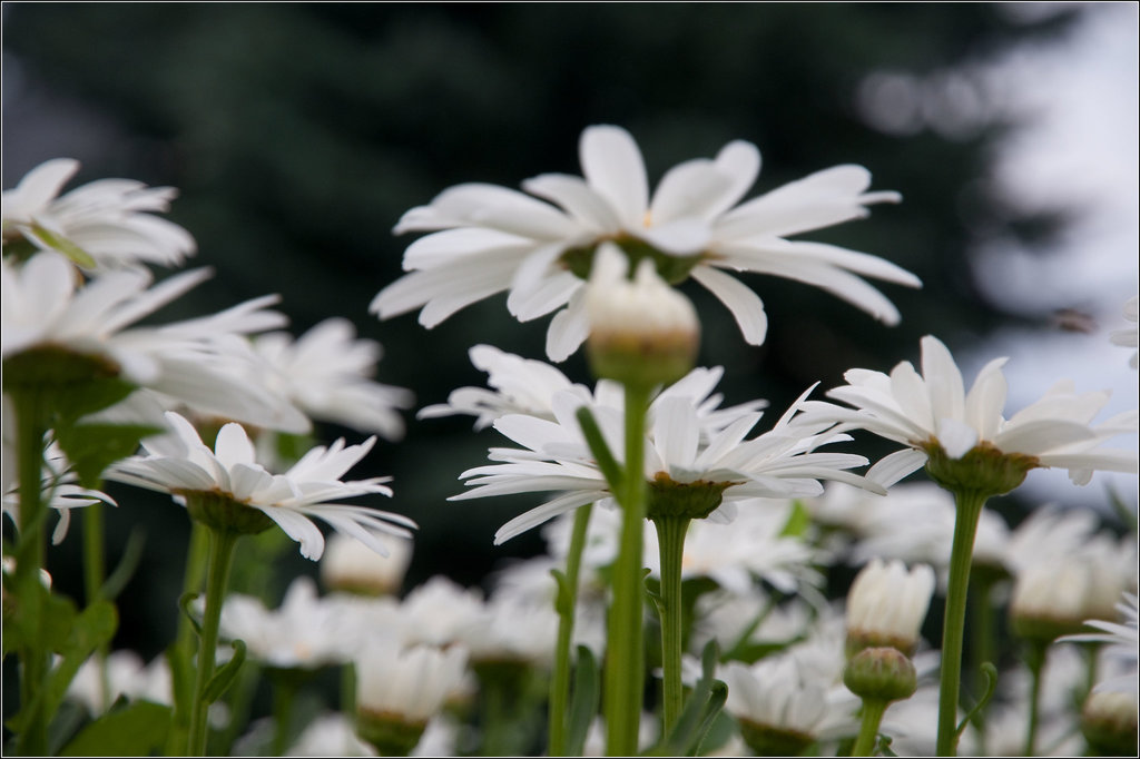 Joan Brought Daisies into My Life