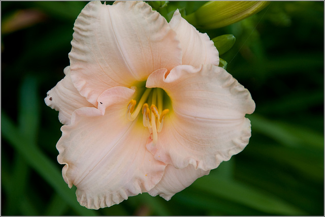 Another Blankety-blank Daylily!